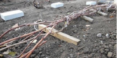 Sklonište grožđa za zimu u predgrađu